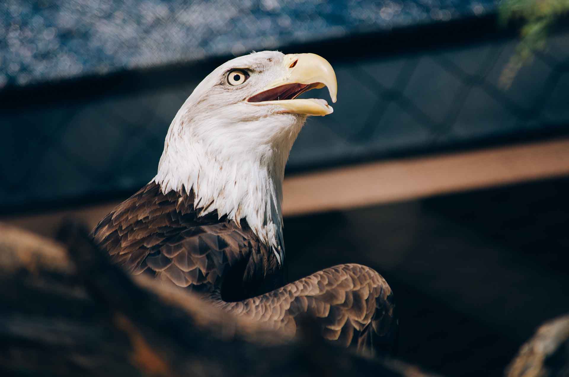 Eagles Across United States Shocked at What They Now Stand For