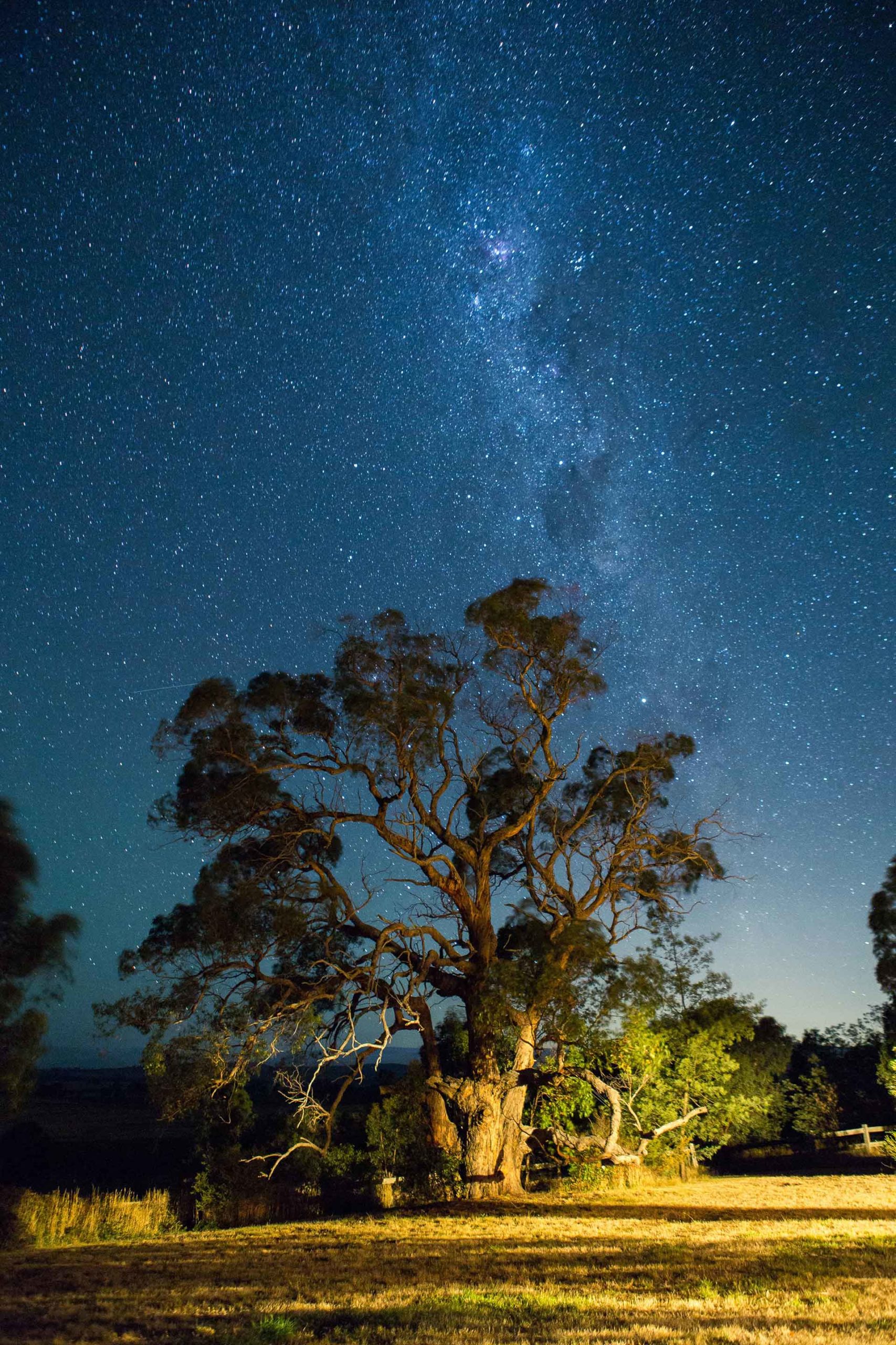 The Oldest Trees on Earth and the Stories They Tell