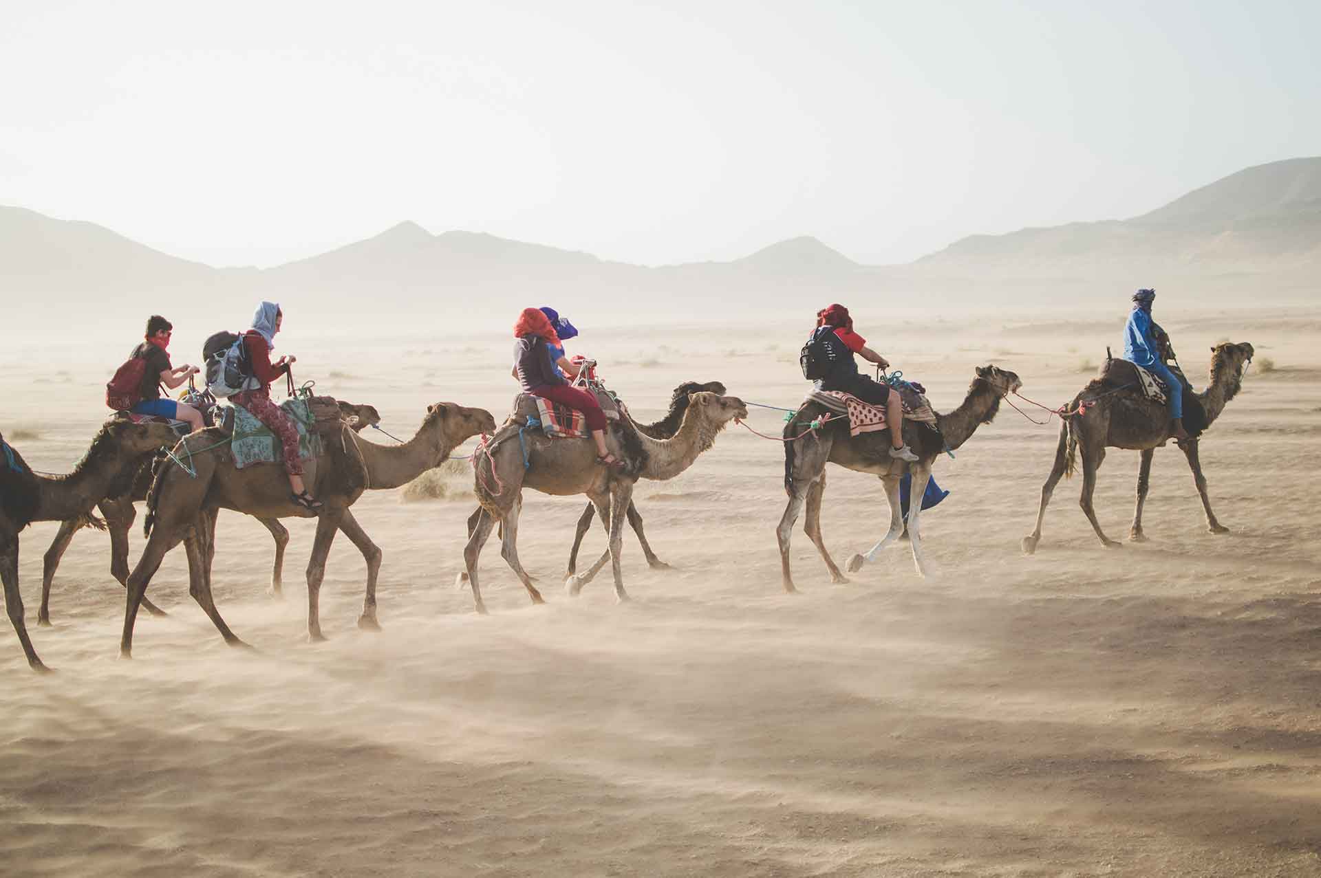 Camels Still Ideal for Crossing Desert Terrain